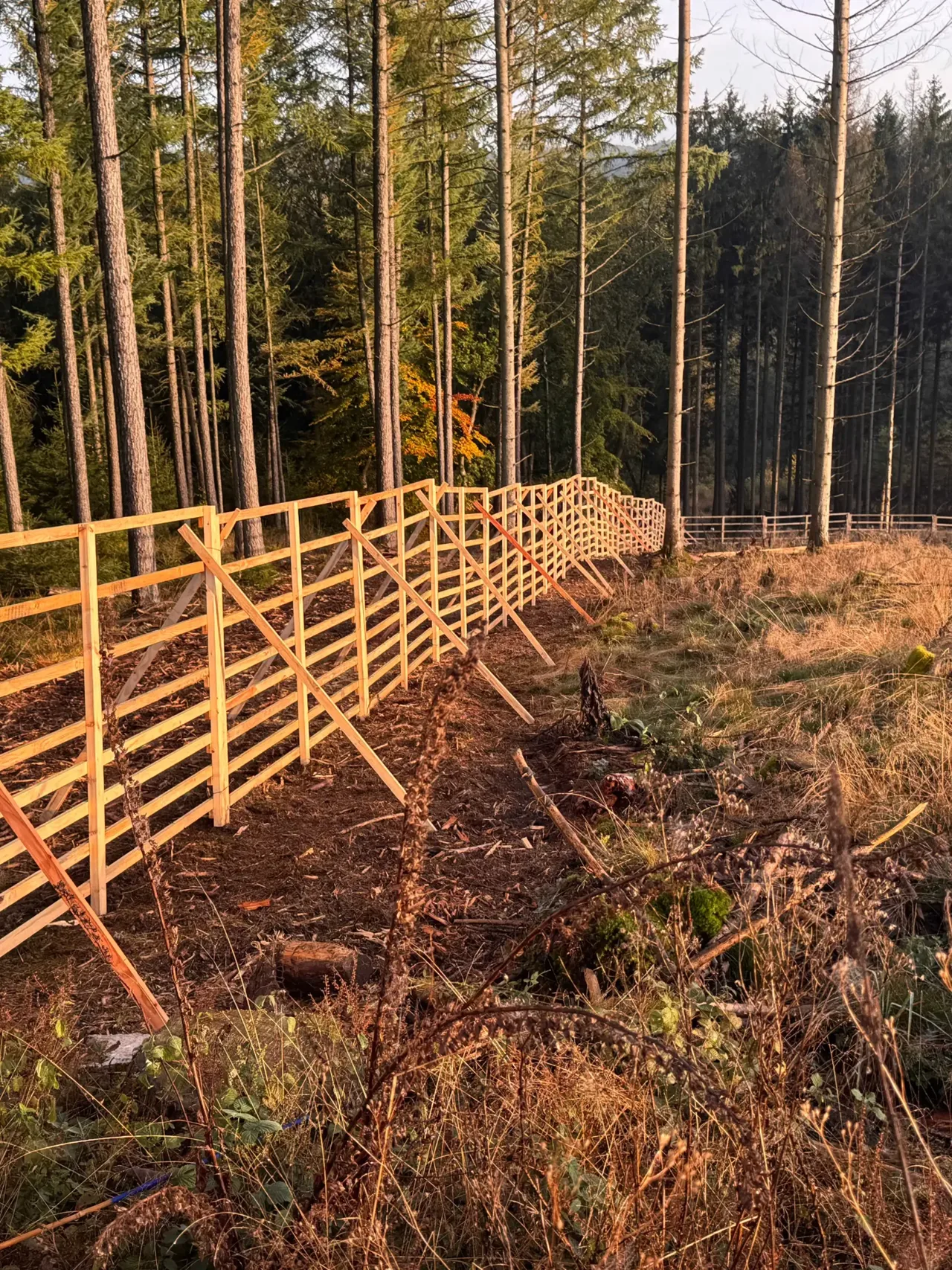 Hordengatter mit Scheren entlang einer Aufforstung im herbstlichen Wald
