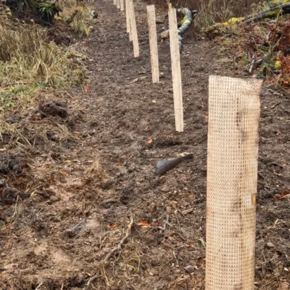 Einzelschutz mit Wuchshülle gegen Wildverbiss