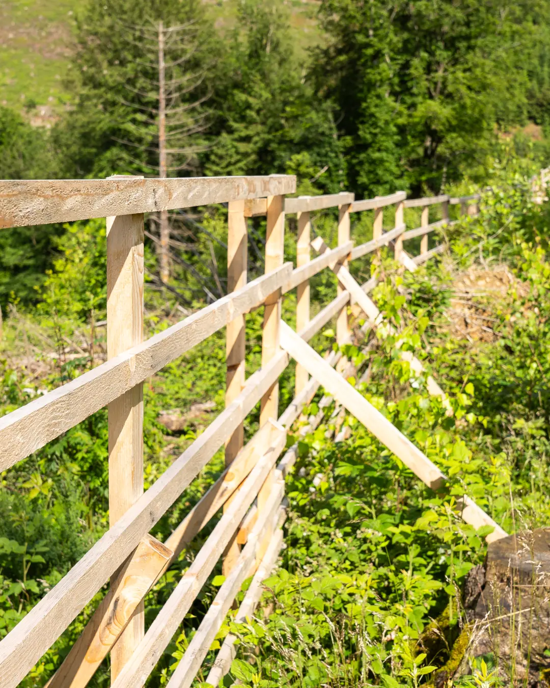 Hordengatter aus Fichte aufgebaut im Wald