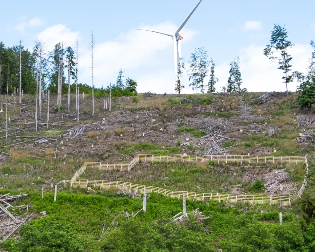 Hordengatter auf Kalamitätsfläche bei Ersatzaufforstung am Windpark