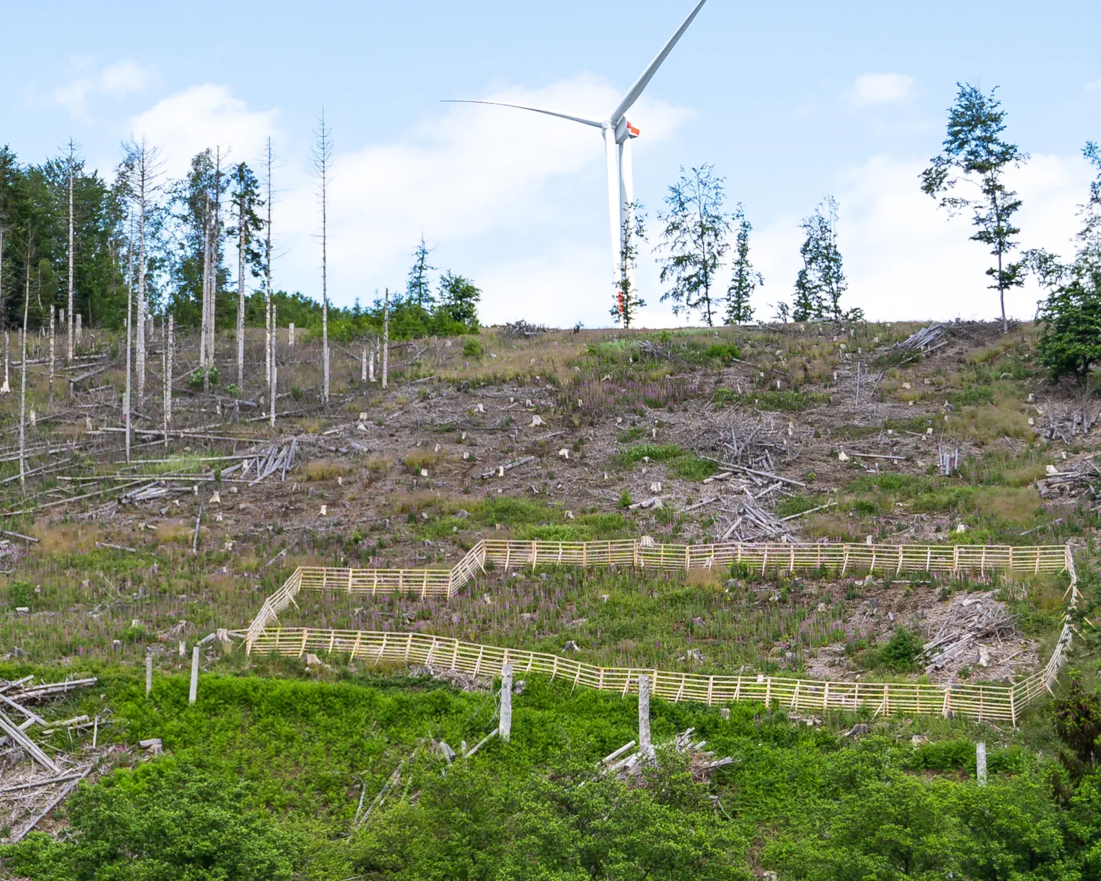 Hordengatter auf Kalamitätsfläche bei Ersatzaufforstung am Windpark