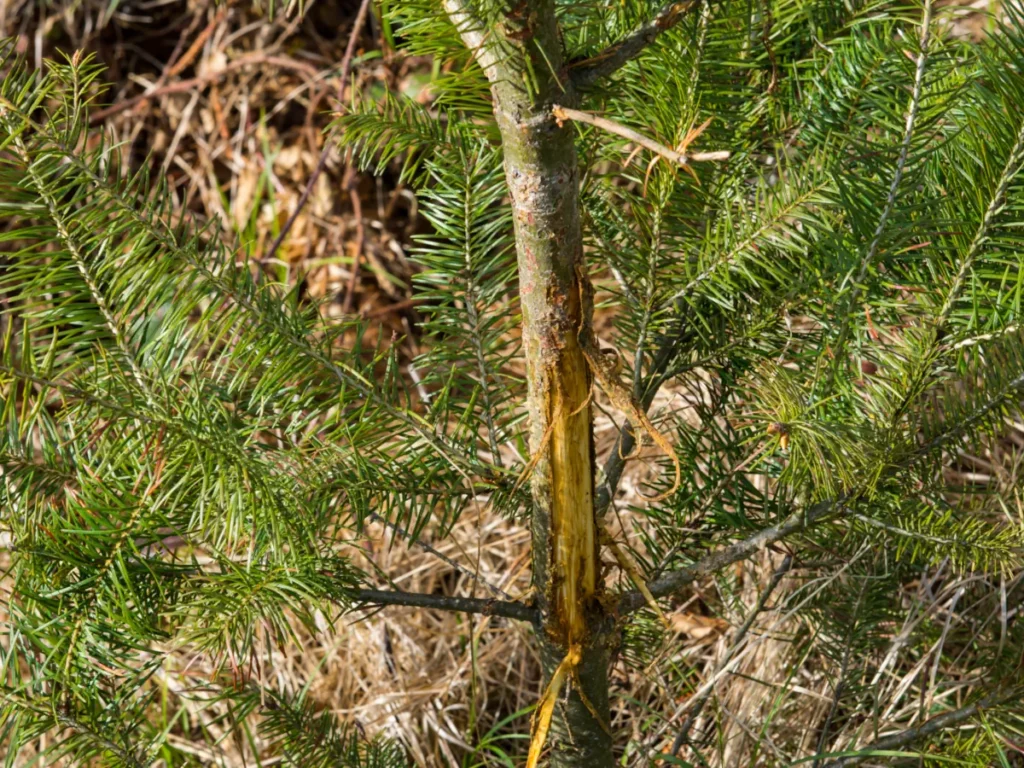 Fegeschaden am Jungbaum: Rindenverletzung durch Rehbock