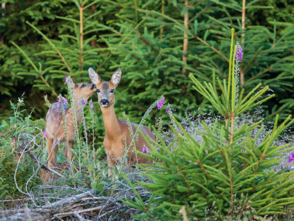 Rehwild in Tannenschonung, typischer Verbiss an Jungtannen in der Verjüngung