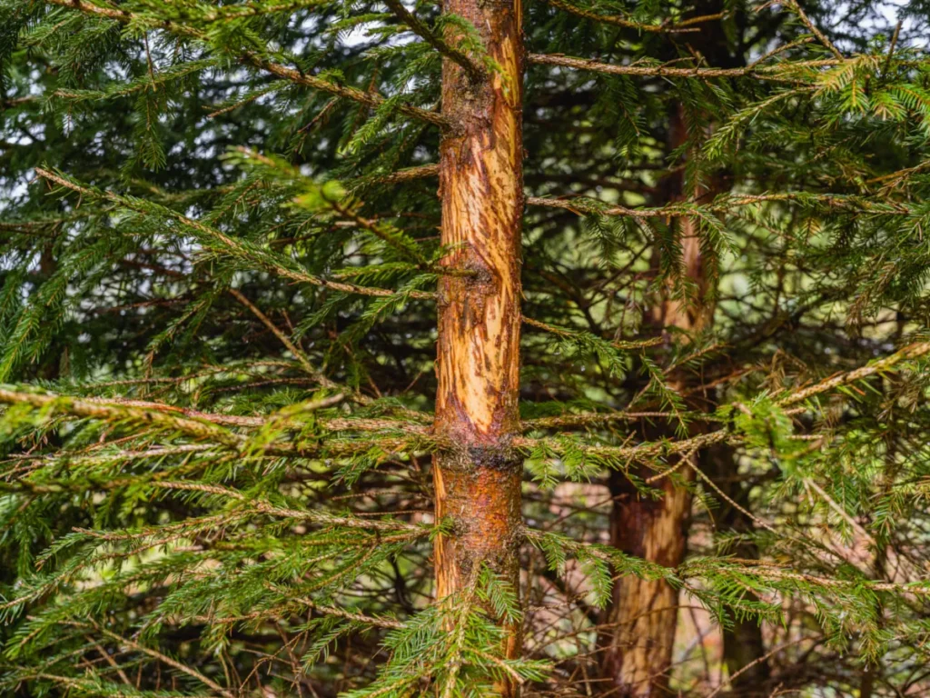 Schälschaden am Stamm: Rotwild schält Rinde und verletzt Bast